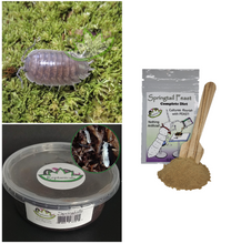 Load image into Gallery viewer, Reptanicals laevis isopods for sale with springtails and springtail food