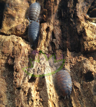 Load image into Gallery viewer, Sex-linked Red Calico Isopods Porcellio Scaber male and females