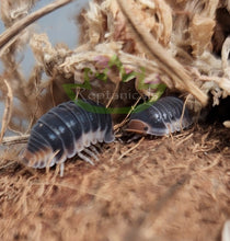 Load image into Gallery viewer, Cubaris Pak Chong isopods exchanging a greeting under a canopy of moss