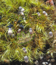 Load image into Gallery viewer, Panda King Isopods