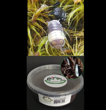 Load image into Gallery viewer, Panda King Isopods cubaris sp Tropical White Springtails collembola