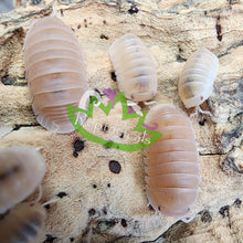 Load image into Gallery viewer, Papaya Cubaris murina Isopods Reptanicals