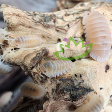 Load image into Gallery viewer, Papaya Isopod Cubaris murina Reptanicals