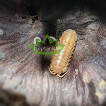 Load image into Gallery viewer, Peach Armaillidium nasatum Isopods Reptanicals