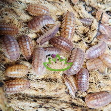 Load image into Gallery viewer, Peach Armadillidium nasatum Isopods Reptanicals