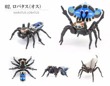 Load image into Gallery viewer, Educational figurines for entemology peacock spider male lobatus