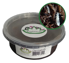 Load image into Gallery viewer, Peat Springtail 8oz Culture Reptanicals