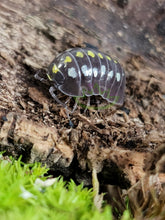 Load image into Gallery viewer, Armadillidium klugii - Pudding Isopods