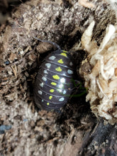 Load image into Gallery viewer, Armadillidium klugii - Pudding Isopods