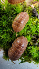 Load image into Gallery viewer, Orange vigor isopods North American isopods on moss