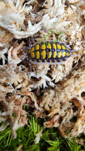 Load image into Gallery viewer, Porcellio haasi yellow spotted isopod on Sphagnum moss