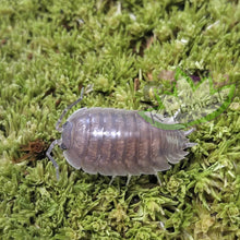 Load image into Gallery viewer, Gray Porcellio laevis for sale on Reptanicals