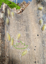 Load image into Gallery viewer, P. bolivari giant yellow isopods on cork bark isopod colony