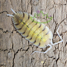 Load image into Gallery viewer, Porcellio bolivari top view of yellow and black isopod on cork