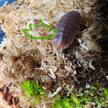 Load image into Gallery viewer, Porcellio dilatatus Giant Canyon Isopod Reptanical