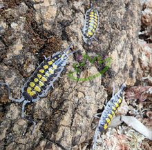 Load image into Gallery viewer, Porcellio haasi isopods yellow isopods on cork bark