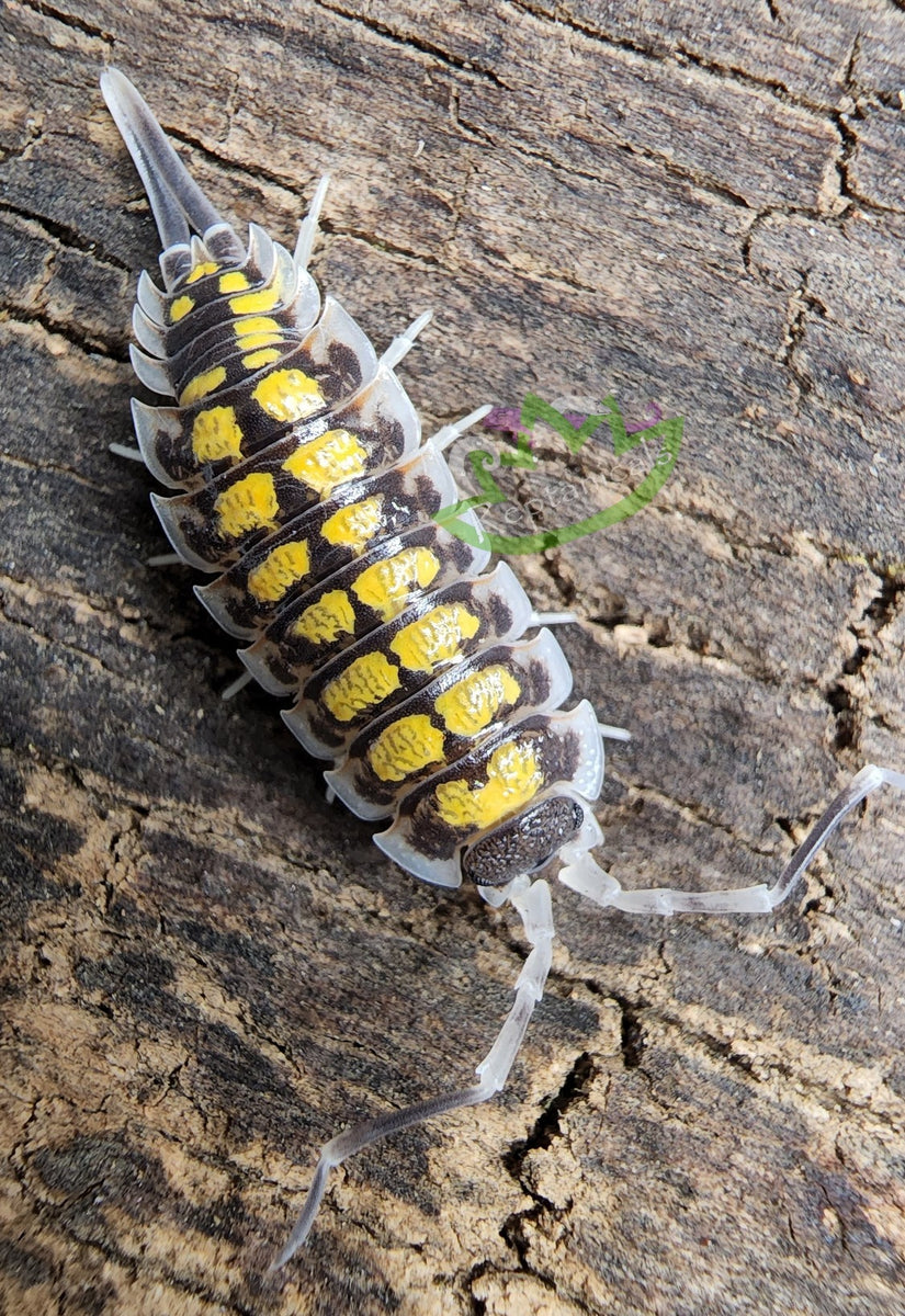 Porcellio haasi Isopods – Reptanicals