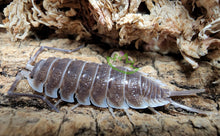 Load image into Gallery viewer, Porcellio hoffmannseggi isopod on cork bark under moss