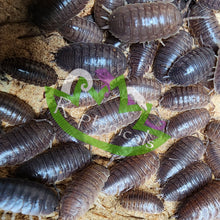 Load image into Gallery viewer, Porcellio laevis Isopods Reptanicals

