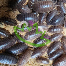 Load image into Gallery viewer, Porcellio laevis Isopods Reptanicals