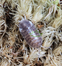 Load image into Gallery viewer, Milkback isopod Porcellio on moss Isopods for sale