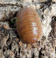 Load image into Gallery viewer, Porcellio laevis isopod on cork bark Isopods for sale