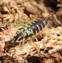 Load image into Gallery viewer, Exotic isopods for sale bioactive supplies reptile clean up crew
