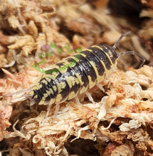Load image into Gallery viewer, Exotic isopods for sale bioactive supplies reptile clean up crew