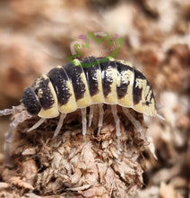 Load image into Gallery viewer, Porcellio ornatus isopods for sale reptanicals