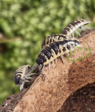 Load image into Gallery viewer, Porcellio ornatus isopod colony with natural habitat
