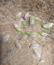 Load image into Gallery viewer, Porcellio pruinosus  isopod colony in coconut half bio-active supply