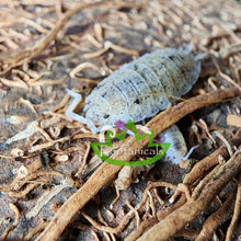 Load image into Gallery viewer, Porcellio scaber Dalmation Isopod baby Reptanicals