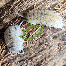 Load image into Gallery viewer, Porcellio scaber Dalmatian Isopods Reptanicals