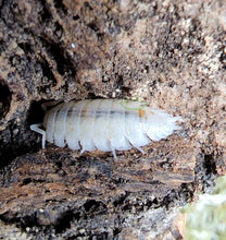 Load image into Gallery viewer, Orange Dalmatian isopod on cork bark Reptanicals