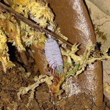 Load image into Gallery viewer, Porcellionides pruinosus Powder blue isopod for sale Reptanicals