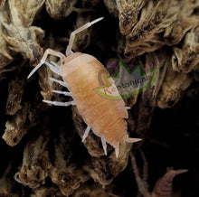 Load image into Gallery viewer, powder orange isopod reptanicals
