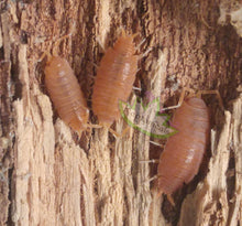 Load image into Gallery viewer, Mourning Gecko Feeder Pack (Live Bio-active Kit)