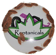 Load image into Gallery viewer, Powder Orange Isopods Porcellionides pruinosus