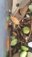 Load image into Gallery viewer, Powder Orange Isopods