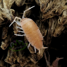 Load image into Gallery viewer, Powder Orange Isopods for sale Reptanicals