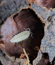 Load image into Gallery viewer, Powder White Isopod in seed pod