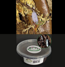 Load image into Gallery viewer, Powder blue isopods and springtails for sale Reptanicals