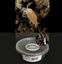 Load image into Gallery viewer, Powder Orange Isopods for Sale Reptanicals Tropical White Springtails Bioactive supplies