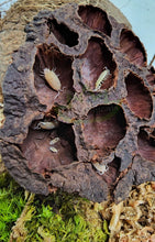 Load image into Gallery viewer, Powder white isopods in lotus pod with green moss background