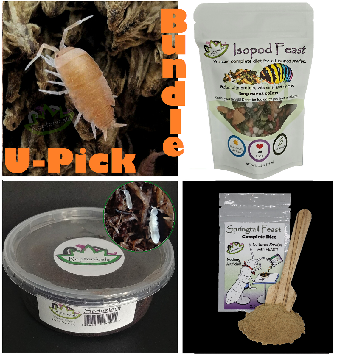 Powder Orange Isopods (Porcellionides pruinosus) UPick Bundle