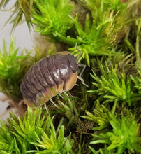 Load image into Gallery viewer, Cubaris sp Isopod Red Skirt