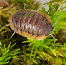 Load image into Gallery viewer, Cubaris Red Edge Isopod on green moss