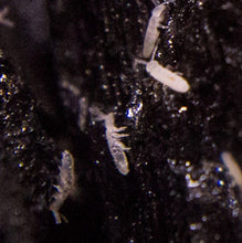 Load image into Gallery viewer, Springtails for Sale Reptanicals.com
