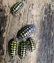 Load image into Gallery viewer, Reptanicals A. Gestroi Isopods