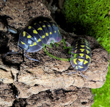 Load image into Gallery viewer, Reptanicals A. Gestroi for sale